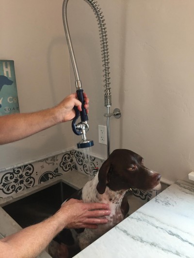 remodeling designed for pets Pet Friendly Remodeling Ideas Animals Sure Love